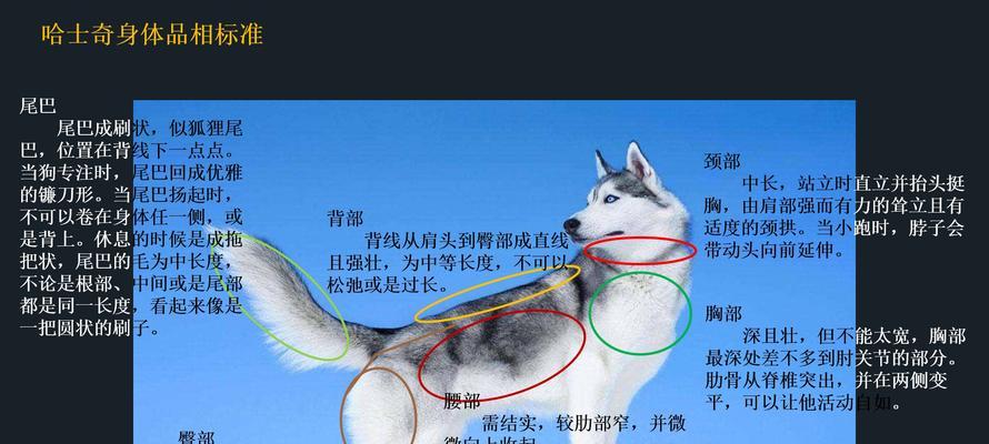 治疗哈士奇分离焦虑症的完整指南(如何让你的宠物哈士奇无忧无虑地度过每一个离别)