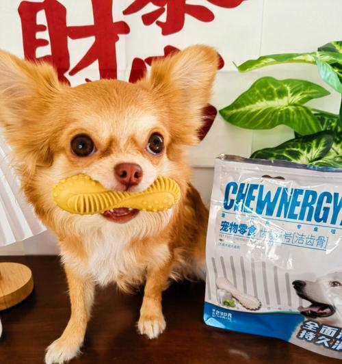 狗狗口腔保健(从日常护理到专业治疗,关键在于细节,你必须掌握这些方法!)