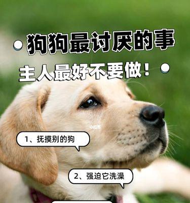 怎样照顾年老的宠物狗？（注意事项与小贴士）