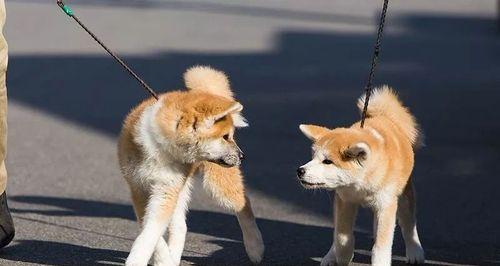 如何在秋田犬前树立主人的权威（建立正确的宠物关系、增强主人威信的实用技巧）