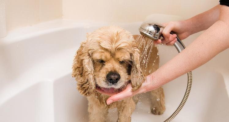 如何正确给宠物狗洗澡（让你的毛孩子爱上洗澡的秘诀）