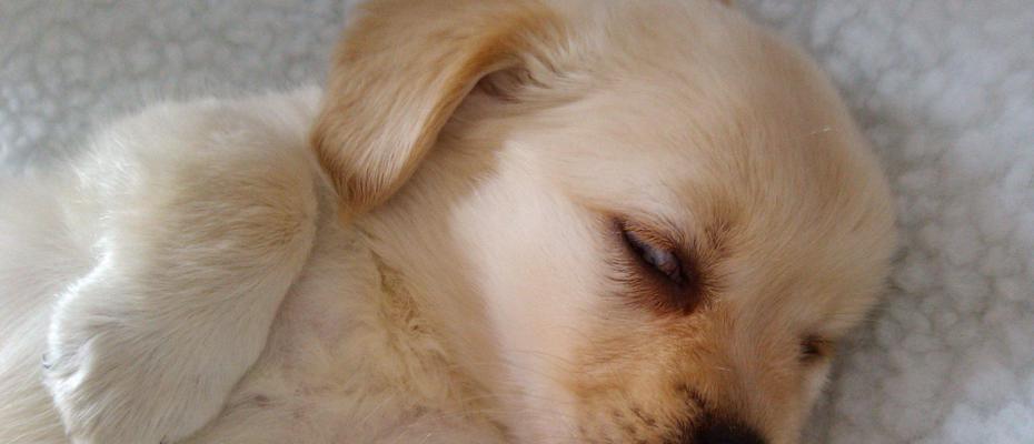 狗狗为什么喜欢睡在主人的旁边？（深入探究狗狗喜欢睡在主人身边的原因和好处）