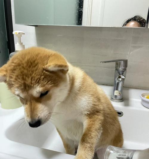为什么狗狗喜欢在电线杆上尿尿?(探究狗狗的嗅觉本能与行为特征)