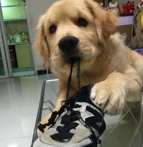 为什么狗狗喜欢咬鞋子？（探寻狗狗咬鞋子的原因与解决方法）