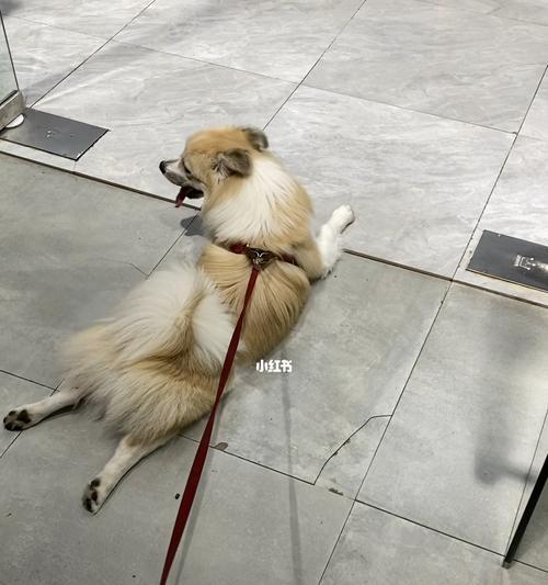 狗狗身体蹭人的行为解析(揭秘狗狗身体蹭人真正想表达的含义)