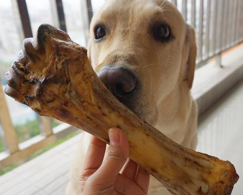 狗狗为什么需要磨牙棒和洁齿棒?(了解你宠物的口腔健康,)