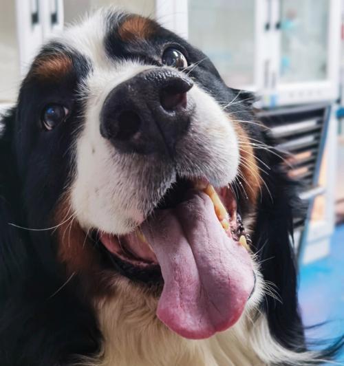 如何做好伯恩山犬的口腔护理（全面了解伯恩山犬的口腔健康知识，让你的爱犬健康长寿）