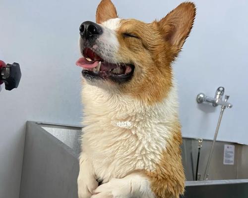 掌握不同类狗狗洗澡方法，让宠物更健康（从宠物的毛发和皮肤类型出发，科学洗护狗狗）