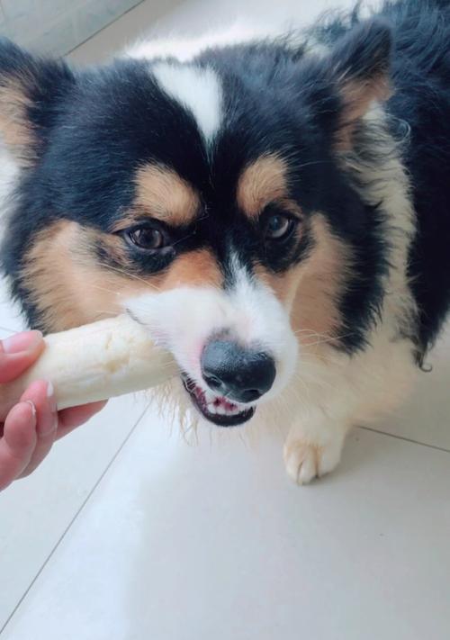 宠物狗能否食用香蕉？（狗吃香蕉的好处和坏处解析。）