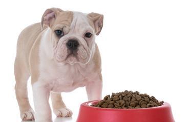 如何让小狗更容易接受狗粮？（以狗粮泡软了喂养宠物）