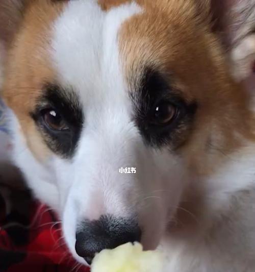 宠物狗能否食用苹果？解答全在这里！（关于狗狗吃苹果的注意事项和好处，你需要知道的一切。）