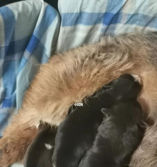 刚出生的狗宝宝养护要点(宠物爱好者必看!新手必备知识手册)