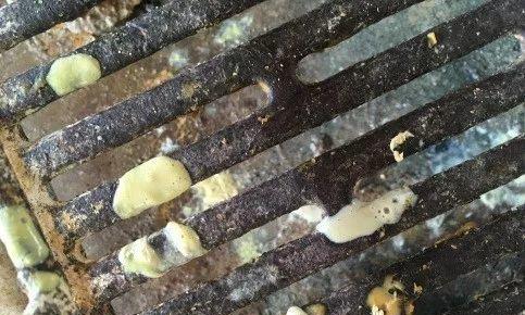 冠毛犬发热(了解冠毛犬发热的表现,及时治疗宠物疾病)