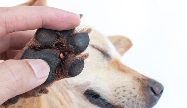 怎样清除贵宾犬身上的跳蚤和虱子（宠物保健的必备知识，你知道吗？）