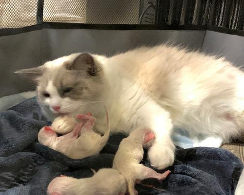 宠物猫咪接生全攻略（如何帮助宠物猫咪顺利接生？-）