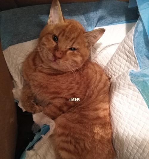 猫咪夜间叫声大，是它缺乏注意力的表现（夜猫子猫咪的叫声为何频频响起？——从宠物心理角度分析）