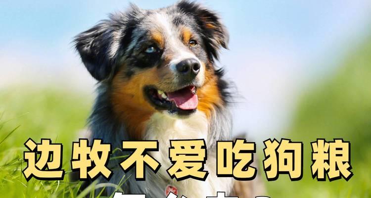 宠物小狗不吃狗粮怎么办?(如何帮助小狗找回食欲)
