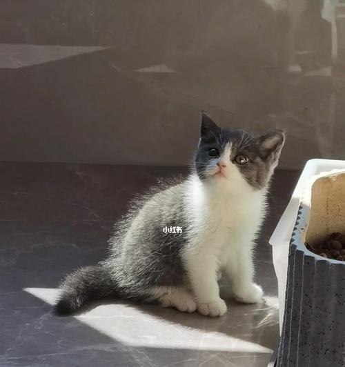 宠物猫被打后不吃东西怎么办?(探究宠物猫不吃东西的原因与应对方法)
