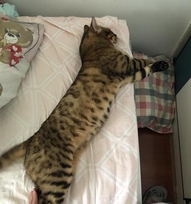 小猫为什么肚子下垂?(探秘小猫肚子下垂的原因与解决方法)