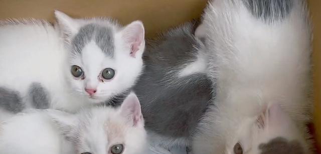 小猫咪种类大盘点(探索不同种类的小猫咪,发现其独特之处)