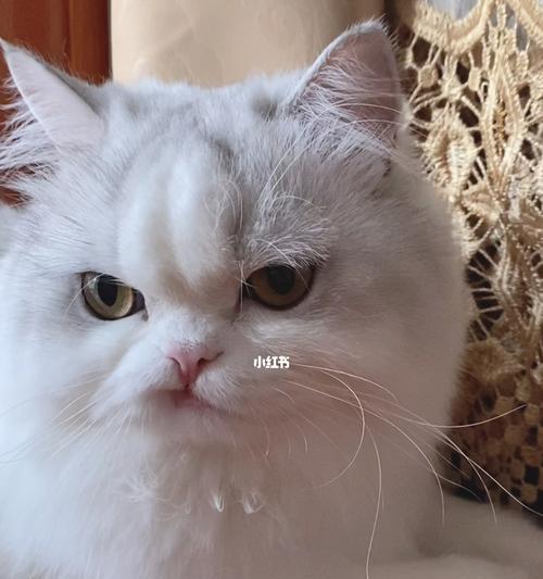 孕期是否适合养猫咪？（养猫的注意事项）