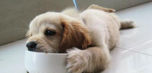 如何正确喂养一只一个多月的幼犬（从适宜的食物、合理的喂养时间和方法，到预防错误饮食带来的问题）