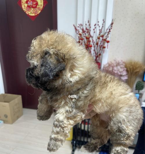 多月小泰迪应该吃哪种狗粮?(如何选择适合小泰迪的狗粮,保证宠物健康成长?)