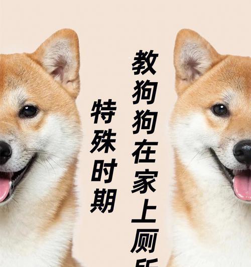 让狗狗单独在家安静无声的方法（掌握这些技巧，让你的宠物狗狗不再吵闹）