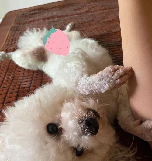 打掉狗肚子里的小狗,该不该做?(以宠物为主的思考与决策)