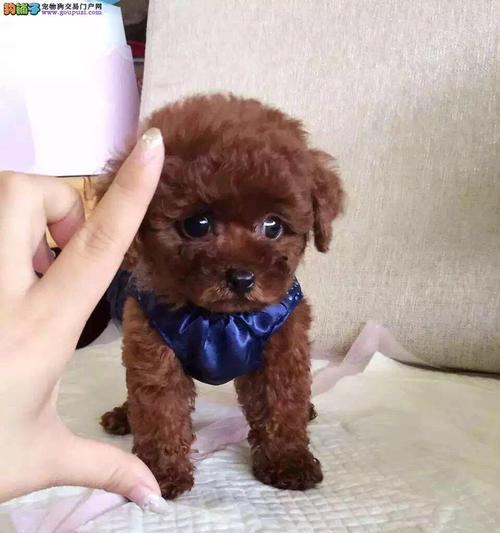 的茶杯犬价格揭秘（宠物爱好者必看！茶杯犬真的那么便宜吗？）