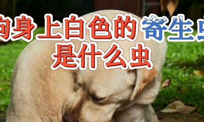 狗狗身上的寄生虫和如何预防（狗狗身上的寄生虫种类、传染方式、防治方法）