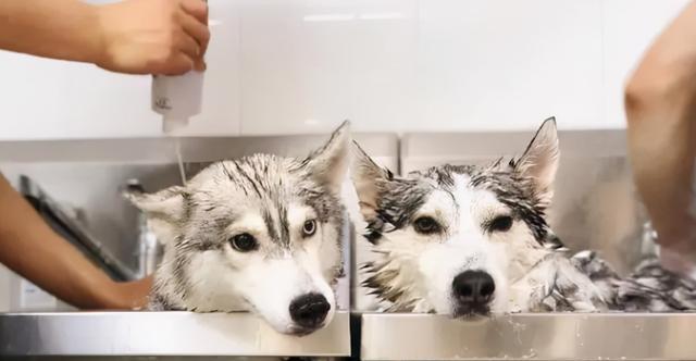 哈士奇幼犬洗澡用什么沐浴露最合适?(选择正确的宠物沐浴露保护您的哈士奇幼犬健康)