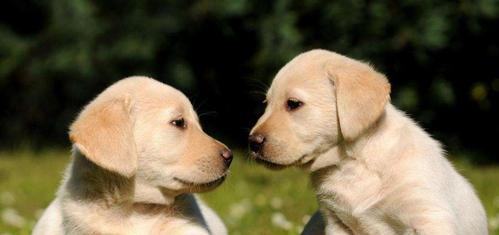 拉布拉多幼犬鼻子干是正常现象吗？（探讨拉布拉多幼犬鼻子干的原因和应对方法）