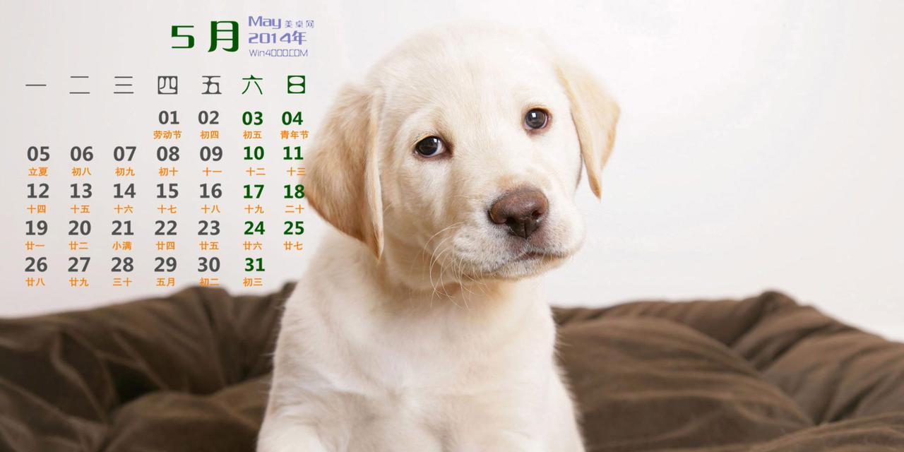 拉布拉多幼犬不吃饭的原因（解析拉布拉多幼犬不吃饭的原因及如何解决）