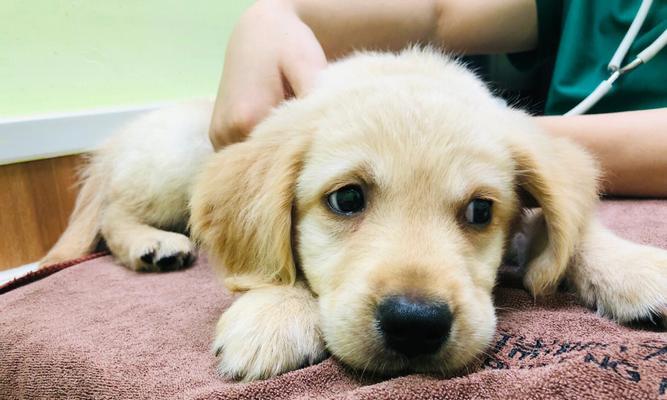 如何教育拉布拉多幼犬不咬人?(以宠物为主,让你的拉布拉多成为温顺的家庭宠物)