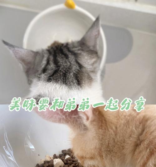 如何让新领养的小猫吃猫粮？（解决小猫不吃猫粮的秘诀）