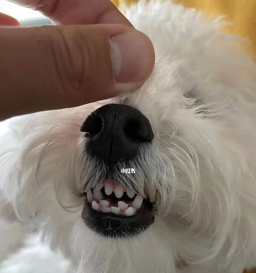 两个月小狗狗牙齿痒怎么办？（宠物爱护的必备知识，及牙齿健康的保护方法）