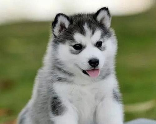 养哈士奇幼犬须知(小狗成长指南)