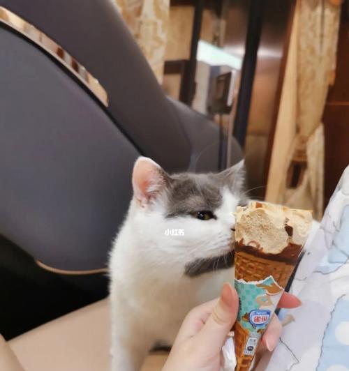 猫咪的饮食偏好与营养需求(揭秘猫咪对于肉类的挑剔,了解猫咪的营养需求)