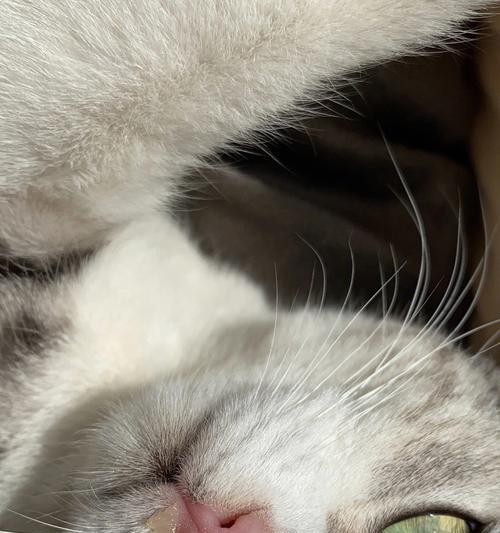 为什么猫咪不叫？（探究猫咪不叫的原因及特殊叫声。）