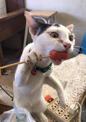 宠物猫皮肤敏感，这些食物要避免（宠物猫食品禁忌指南，避免这些食物让你的猫皮肤更敏感）