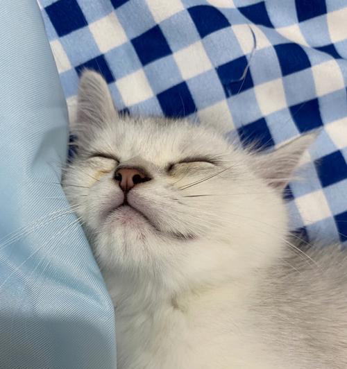 如何帮助精神好的宠物猫咪恢复拉肚子?(宠物猫咪健康问题,拉肚子如何应对?)