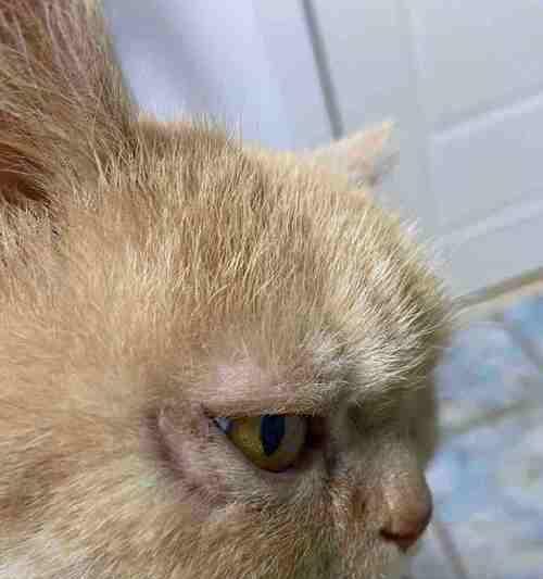 猫咪眼睛上方掉毛肉露出?这些原因你需要知道!(宠物爱护必看,猫咪眼睛上方掉毛的原因和解决方法)