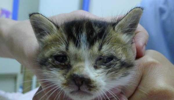 猫咪流泪眼屎多的原因与处理方法(揭秘猫咪流泪眼屎的真相,告诉你如何正确处理)