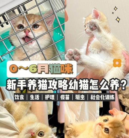 没断奶的小猫应该吃什么？（以宠物为主，科学喂养你的小猫）