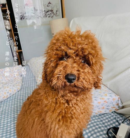 三个月大的泰迪狗狗如何进行梳毛？（初学者必看！学会正确的梳毛技巧）