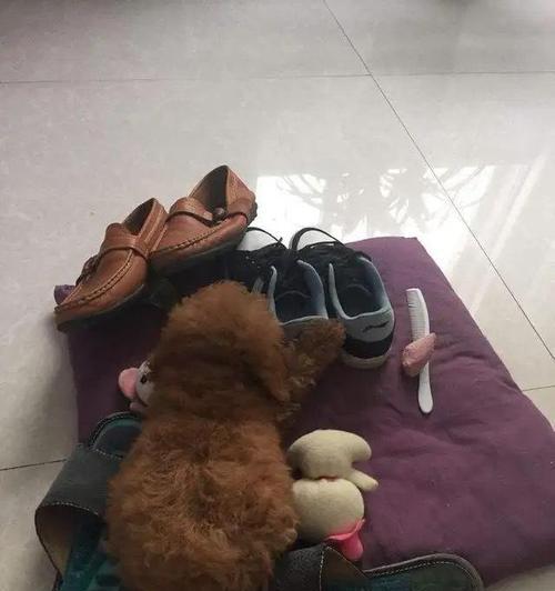 冬天晚上泰迪狗狗怕冷？这些方法让它舒服过冬！（以宠物为主，如何让泰迪狗狗度过温暖的冬夜？）