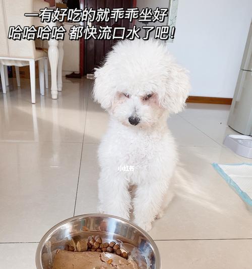为何狗狗突然不爱吃狗粮?(狗粮不再吸引、健康问题和精神状态是三大原因)