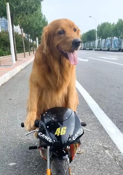 宠物狗在摩托车上为何不会跳下去？（探究狗狗行为背后的心理和科学原理）