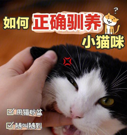 猫咬人怎么办？——宠物猫咬人的原因和解决方法（家里的猫为什么会咬人？如何避免被猫咬伤？）